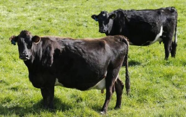 2013年8月6日,新西兰汉密尔顿附近一处牧场的奶牛(路透社)