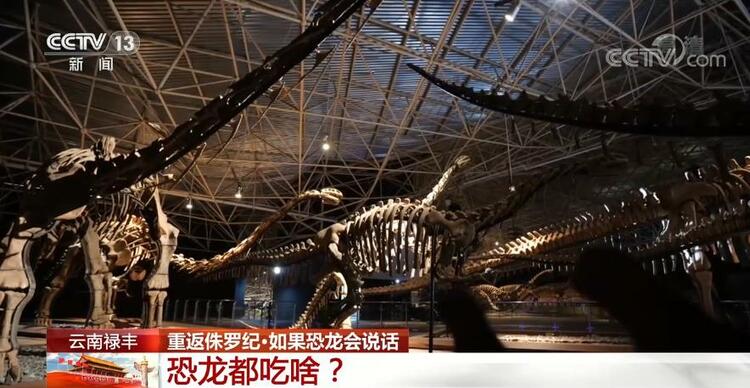 恐龙的祖先是什么？“化身为石”分几步？死后为何头朝东方？......穿越亿万年，一起探索远古的奥秘