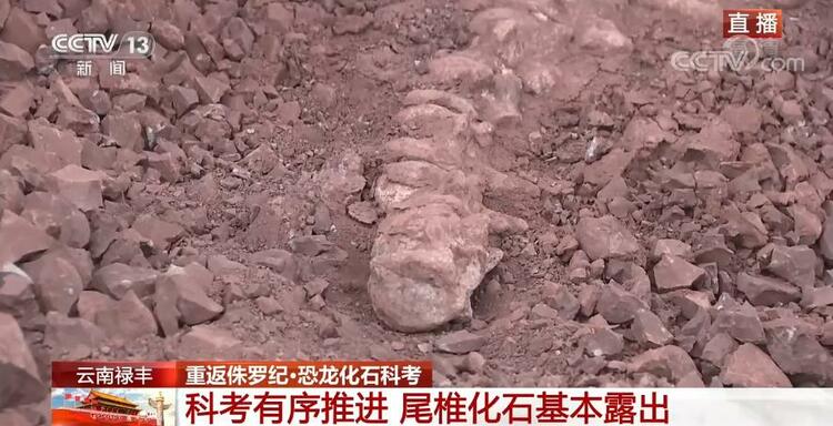 恐龙的祖先是什么？“化身为石”分几步？死后为何头朝东方？......穿越亿万年，一起探索远古的奥秘