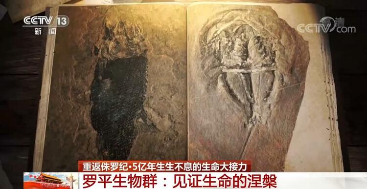 恐龙的祖先是什么？“化身为石”分几步？死后为何头朝东方？......穿越亿万年，一起探索远古的奥秘