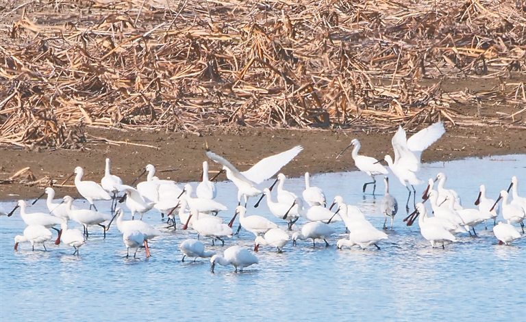 南遷白琵鷺飛抵百鳥湖