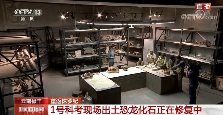 恐龙的祖先是什么？“化身为石”分几步？死后为何头朝东方？......穿越亿万年，一起探索远古的奥秘