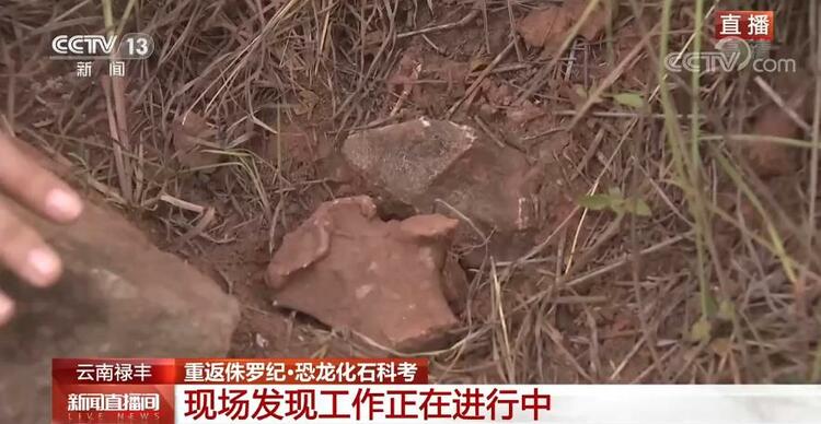 恐龙的祖先是什么？“化身为石”分几步？死后为何头朝东方？......穿越亿万年，一起探索远古的奥秘