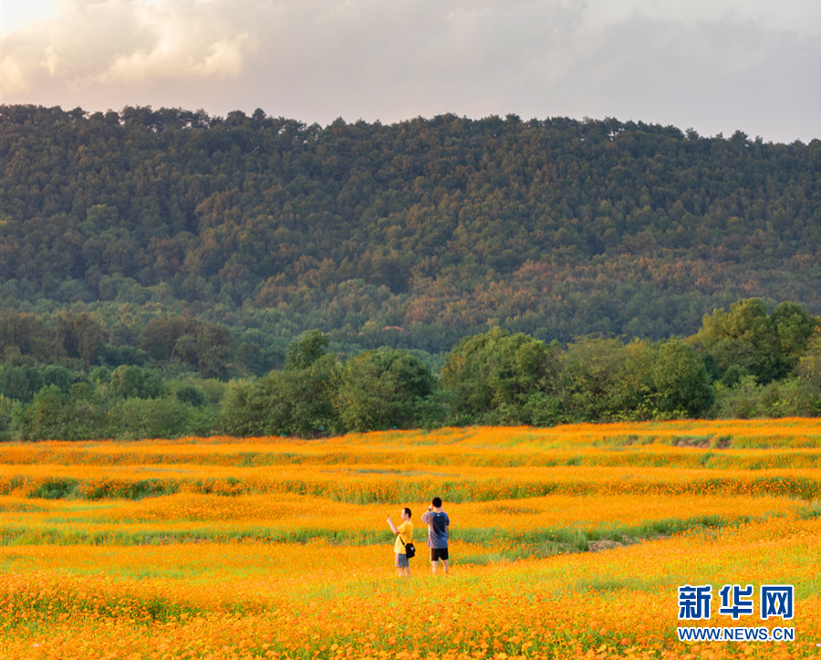 湖北武汉：硫华菊盛开秋意浓