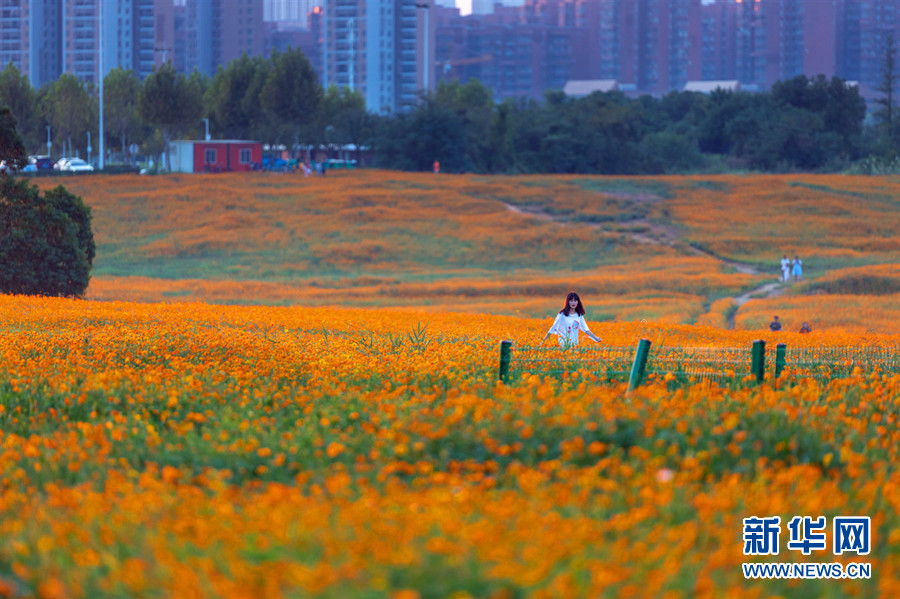 湖北武汉：硫华菊盛开秋意浓