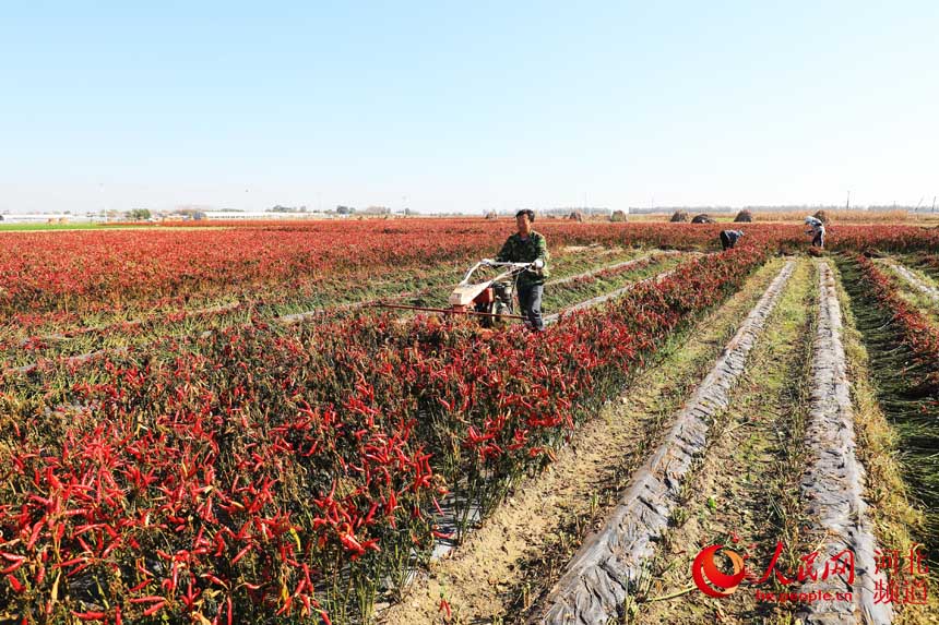 河北灤南：金秋辣椒紅