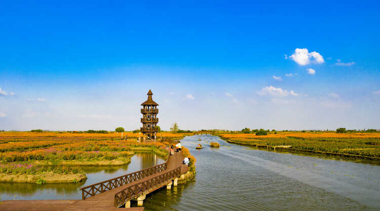 江苏兴化：多彩垛田 美丽秋色