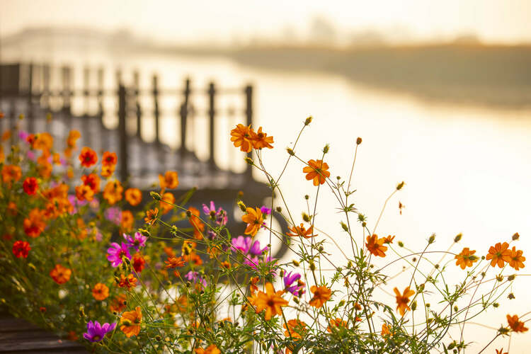 江苏兴化：多彩垛田 美丽秋色