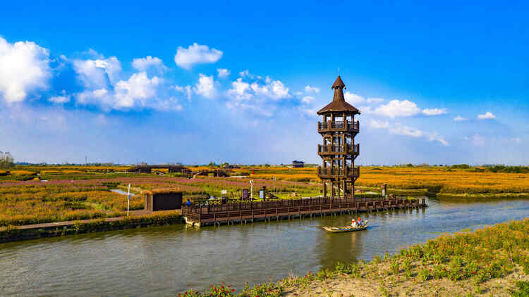 江苏兴化：多彩垛田 美丽秋色