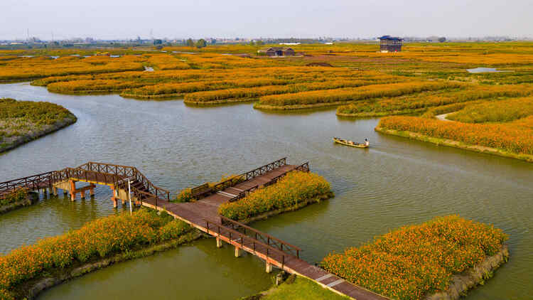 江苏兴化：多彩垛田 美丽秋色