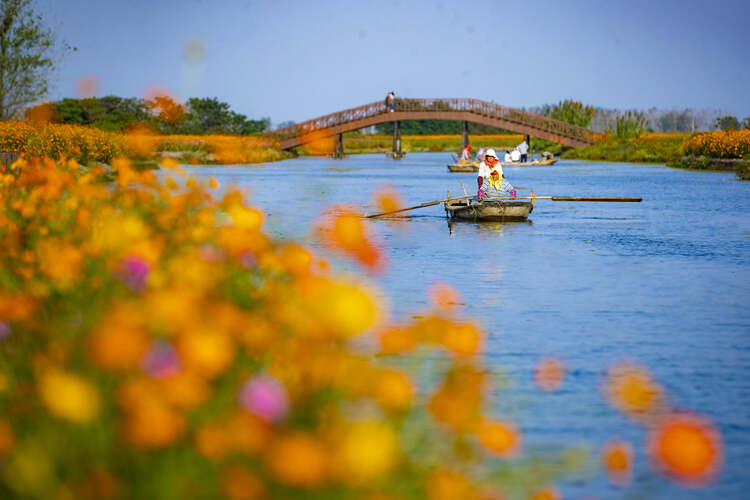 江苏兴化：多彩垛田 美丽秋色