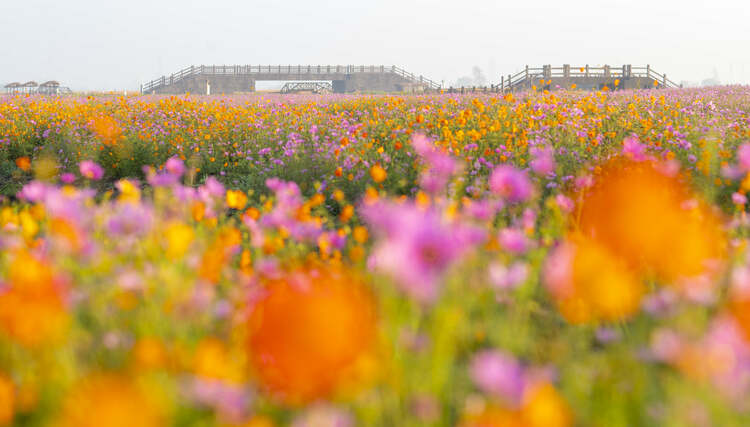 江苏兴化：多彩垛田 美丽秋色