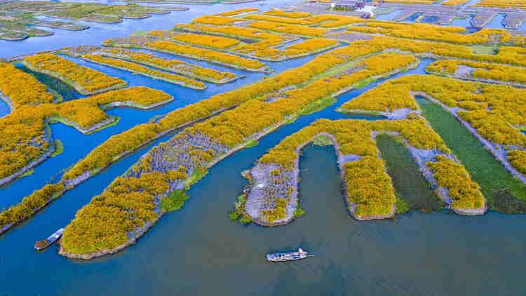 江苏兴化：多彩垛田 美丽秋色