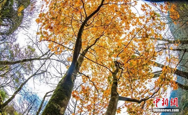 Pemandangan Musim Luruh Indah Bak Lukisan_fororder_321