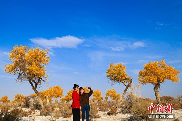 Indahnya Hutan Poplar Berwarna Kuning_fororder_412