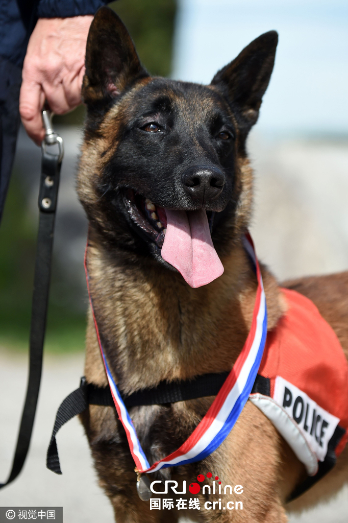 警犬特写图片图片