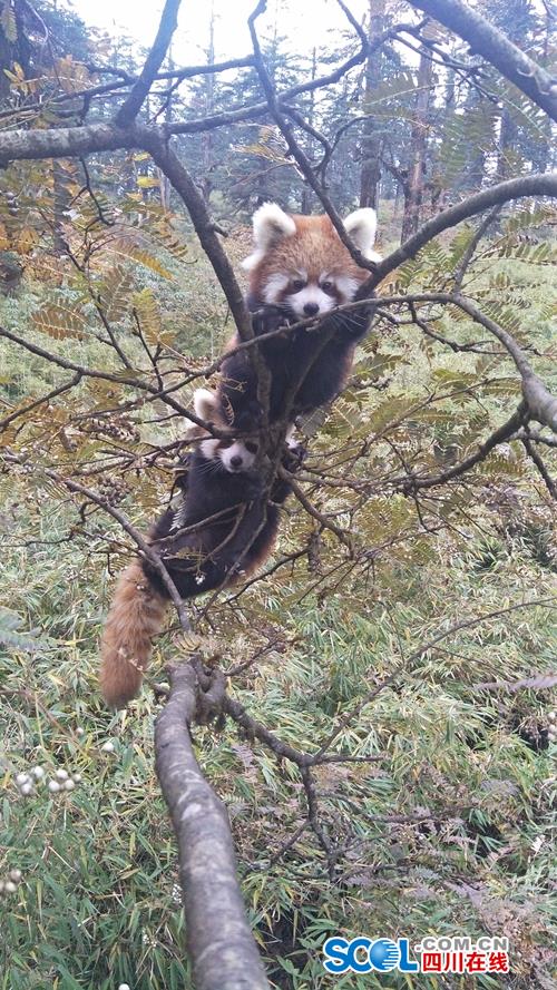 萌萌哒！小熊猫情侣树枝晒太阳，一点都不怕人！