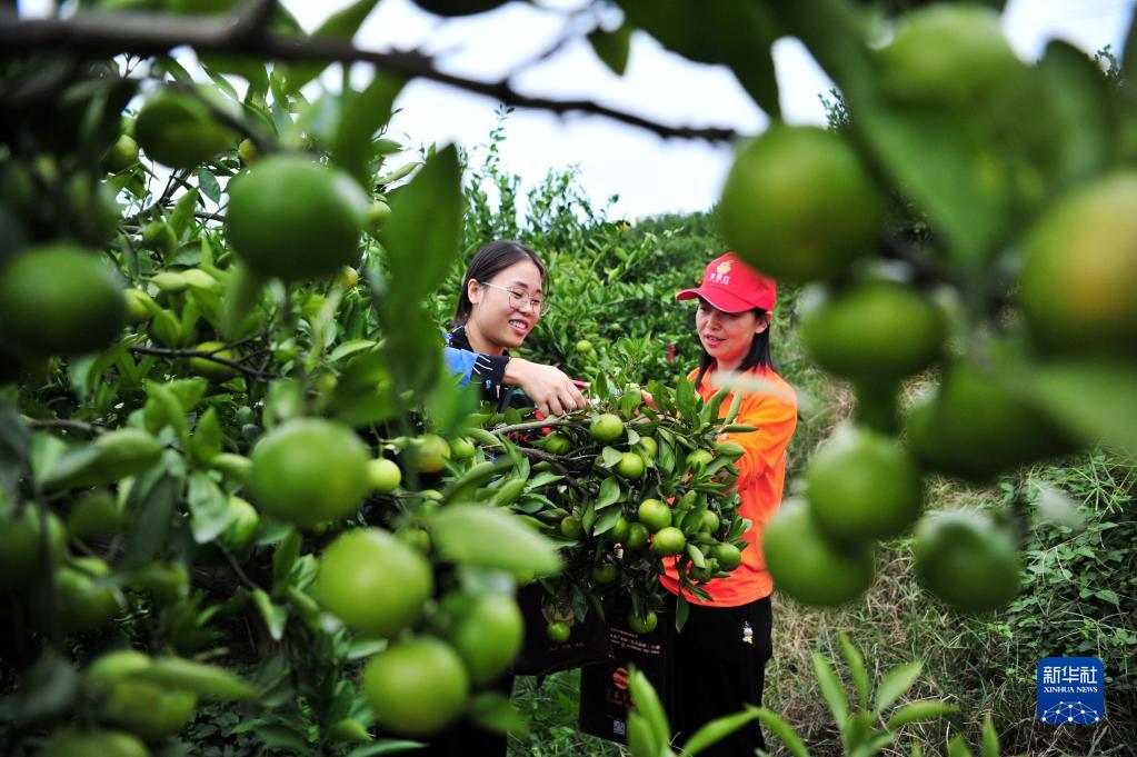 湖北宜昌：小柑橘大産業助農增收