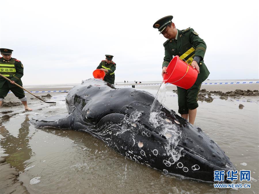 江苏启东：营救搁浅座头鲸