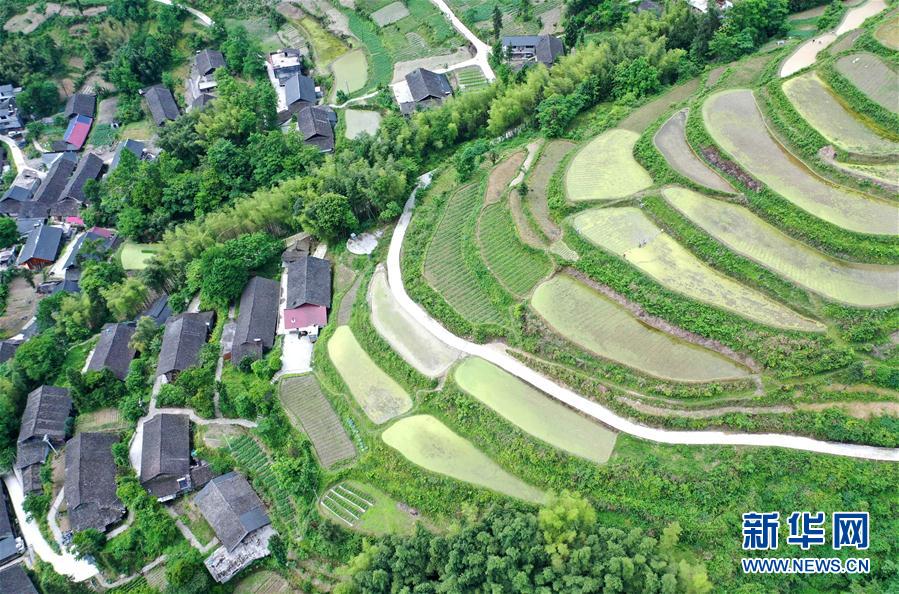 湖北恩施:深山苗寨忙插秧