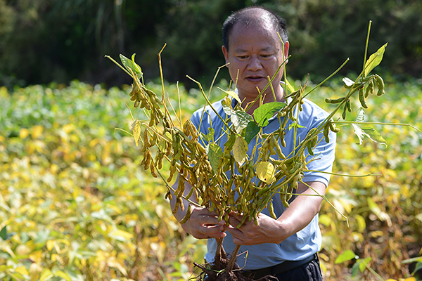 自贡市荣县25万亩大豆唱丰收歌