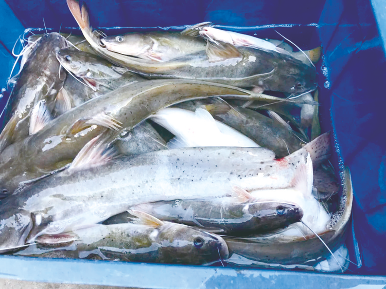 3名男子非法猎捕“芝麻剑”被刑拘 目前39尾鱼已被送至广西水生野生动物救护中心