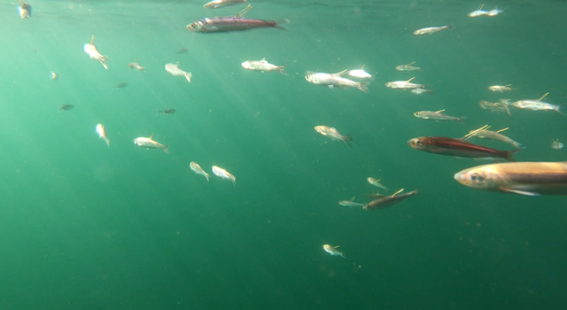 七彩云南 美丽澄江 见证生命起源 守护生物多样性