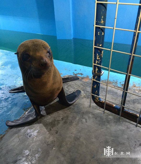 【龍遊天下】哈爾濱極地館首次引進“小海狗”