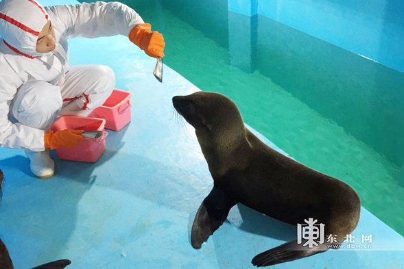 【龍遊天下】哈爾濱極地館首次引進“小海狗”