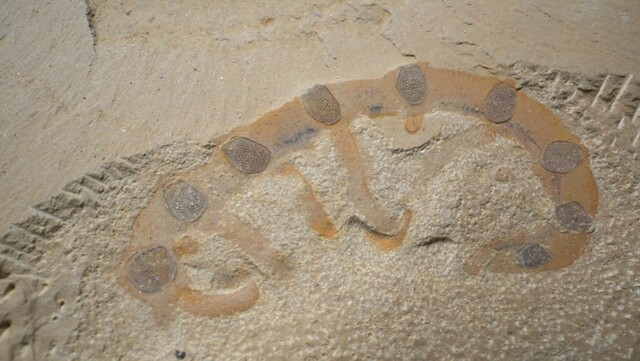 七彩云南 美丽澄江 见证生命起源 守护生物多样性