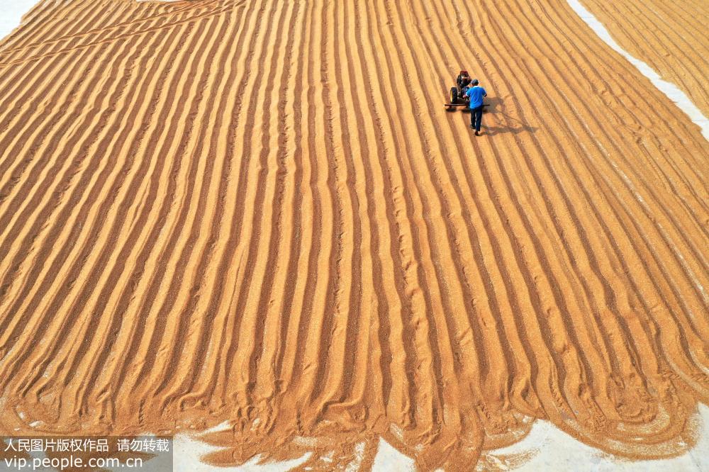 山东荣成：夏至农忙