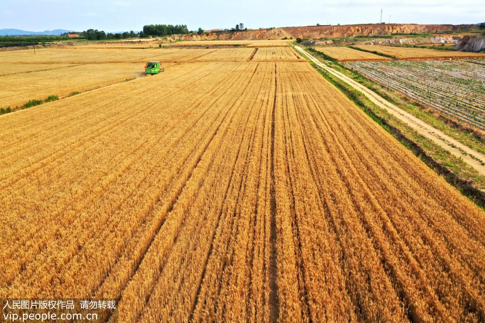 山东荣成：夏至农忙