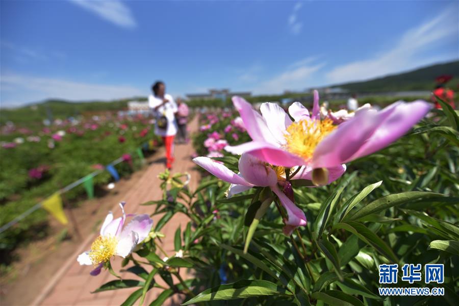 黑龙江牡丹江：芍药芬芳引游人