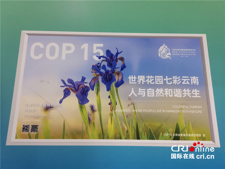 （昆明生物多样性大会）在COP15新闻中心感受生物多样性_fororder_西南鸢尾宣传画