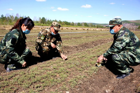 阿木尔林业局苗圃工作人员查看西伯利亚红松种苗长势情况