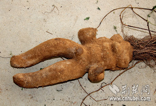 男子8000元买"人形何首乌" 实为山药(图)