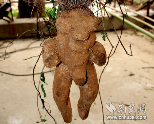 男子8000元买"人形何首乌" 实为山药(图)
