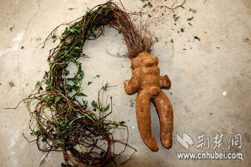 男子8000元买"人形何首乌" 实为山药(图)