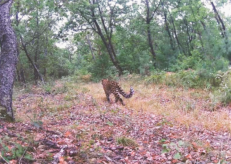 东北虎豹国家公园入选“国家队” 黑龙江省境内总面积4469平方公里