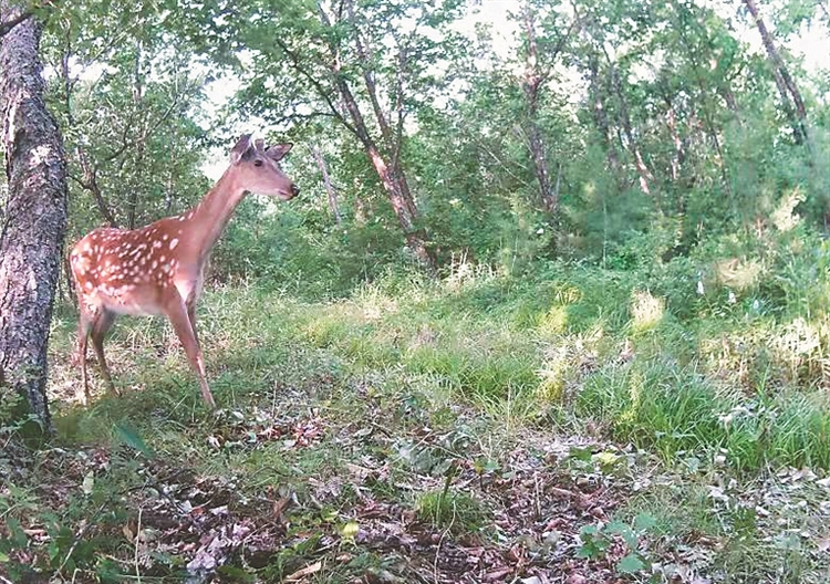 东北虎豹国家公园入选“国家队” 黑龙江省境内总面积4469平方公里