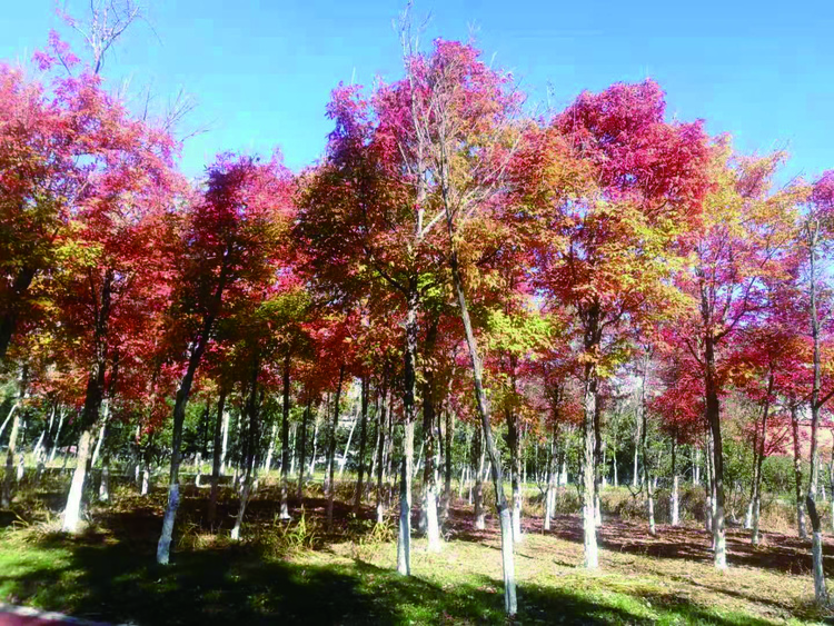 长春伊通河月亮岛开放