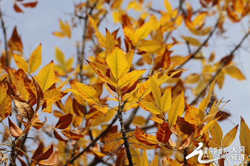 大同：一叶知秋秋意浓 一夜凉寒一夜秋_fororder_12
