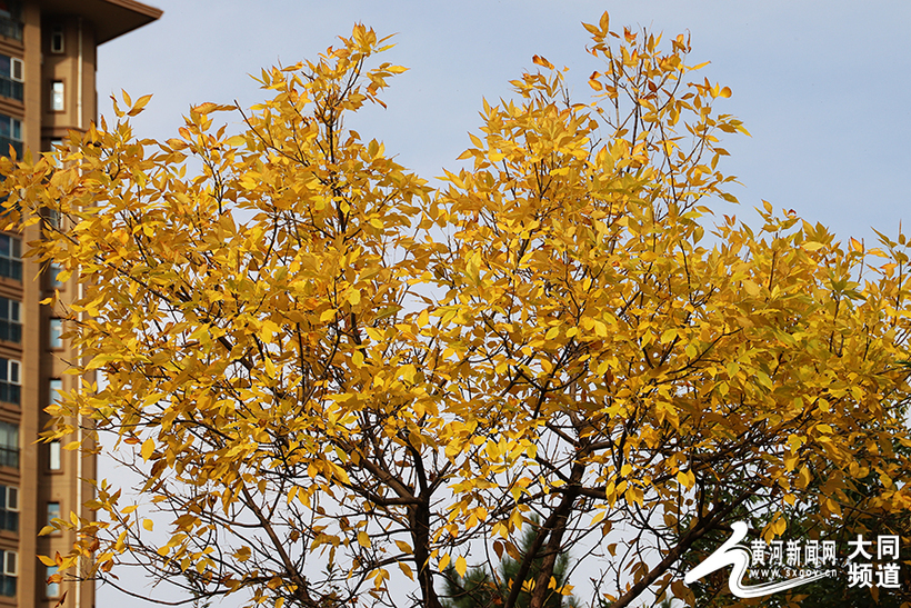 大同：一叶知秋秋意浓 一夜凉寒一夜秋_fororder_10