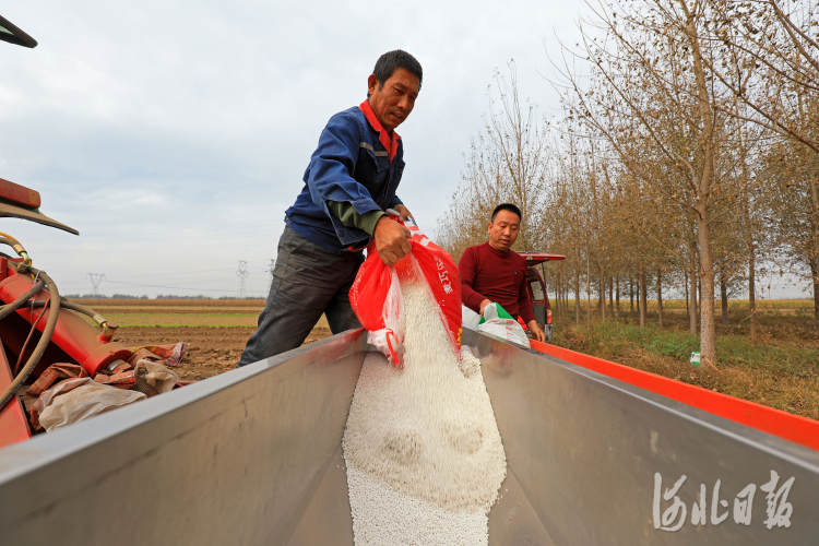 河北灤南：播種小麥