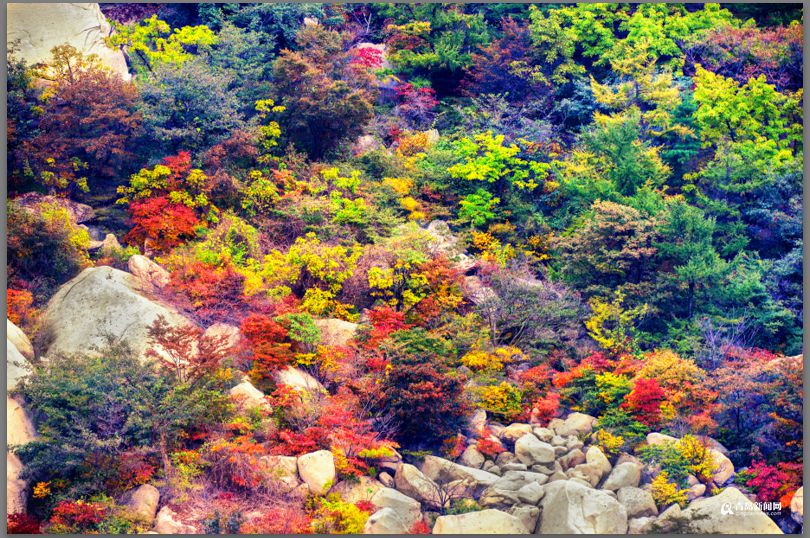 青岛：彩叶模式初迎高潮 周末去巨峰看五花山