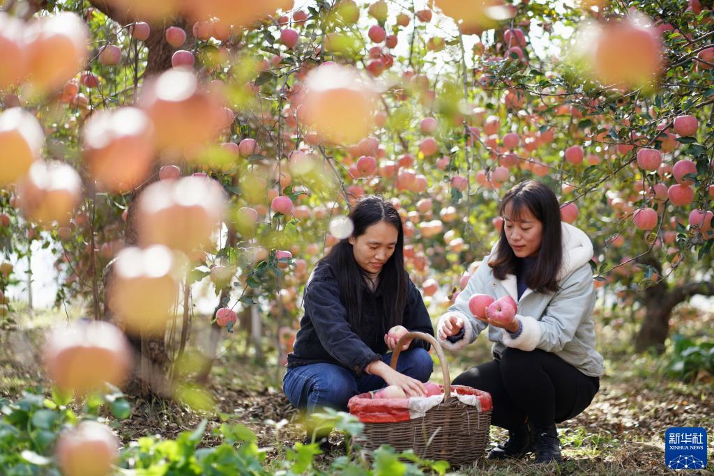 河北内丘：收获时节果飘香