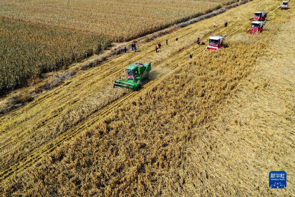 家湾村受灾倒伏的近千亩谷子,山西农业大学派出专家与当地合作社对接