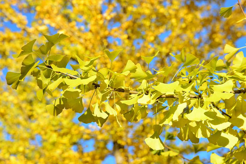 【图集】吉林梅河口：秋意浓 入眼皆是画