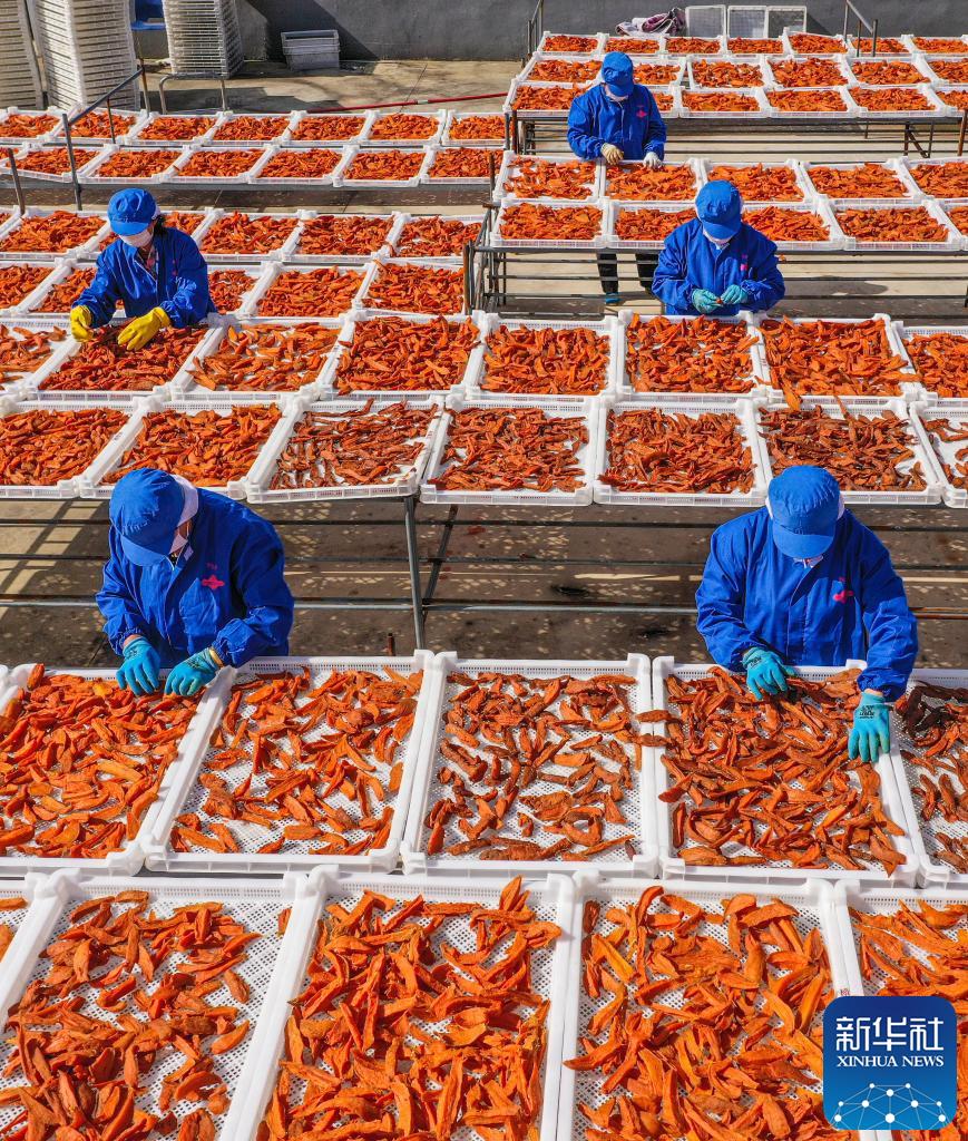 山东荣成：甘薯铺就致富路