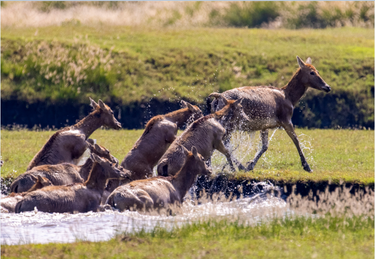 溱湖國家濕地公園：麋鹿精靈展自然和諧共生之美